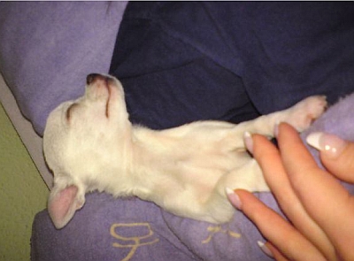 mein chihuahua schl&auml;ft